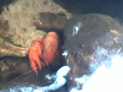 Euastacus