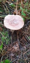 Lactarius utilis