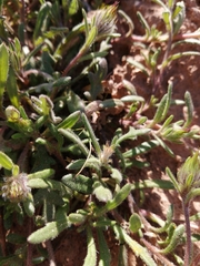 Gorteria piloselloides