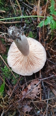 Lactarius utilis