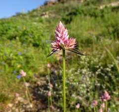 Gomphrena sonorae