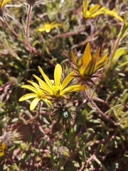 Gorteria piloselloides