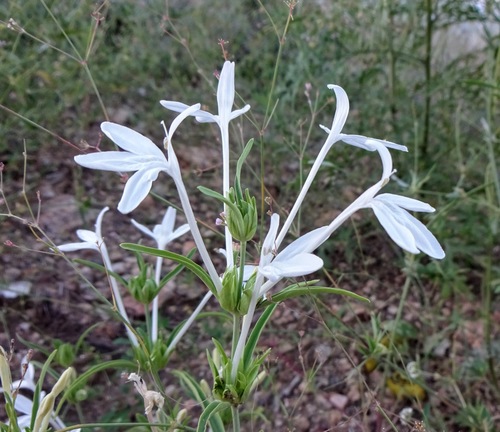 longflower tube tongue (Justicia longii)