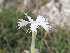 Dianthus awaricus