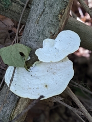 Trametes elegans