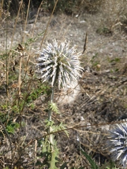 Echinops armatus