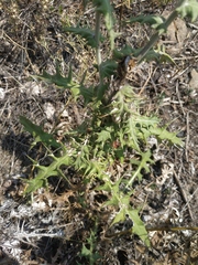 Echinops armatus