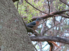 Cuculus solitarius