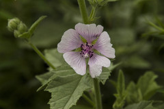 Althaea taurinensis