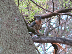 Cuculus solitarius