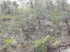 Juniperus polycarpos