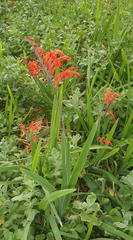 Chasmanthe aethiopica