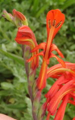 Chasmanthe aethiopica