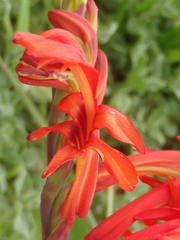 Chasmanthe aethiopica