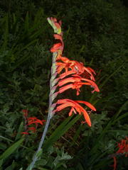 Chasmanthe aethiopica