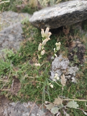 Silene jeniseensis