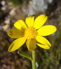 Osteospermum asperulum