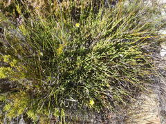 Osteospermum asperulum