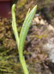 Osteospermum asperulum