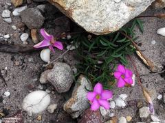 Oxalis polyphylla