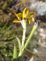 Osteospermum asperulum