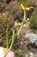 Osteospermum asperulum