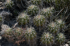 Ferocactus flavovirens
