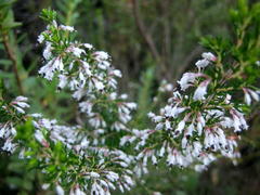Erica fuscescens