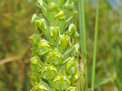 Pterygodium inversum