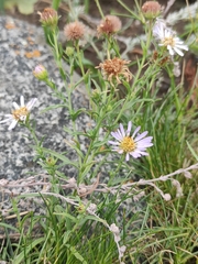Aster altaicus