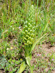 Pterygodium inversum