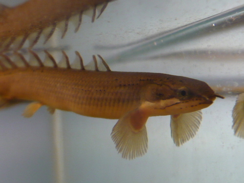 Senegal Bichir