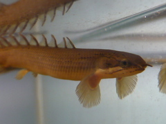 Gray Bichir photo 2