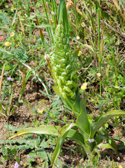 Pterygodium inversum