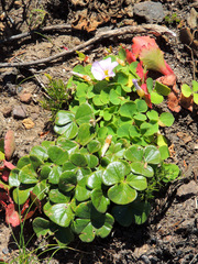 Oxalis truncatula