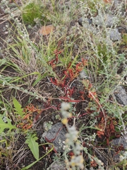 Persicaria angustifolia