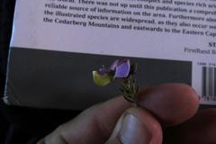 Polygala teretifolia