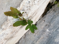 Porophyllum ruderale