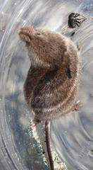 Myosorex varius