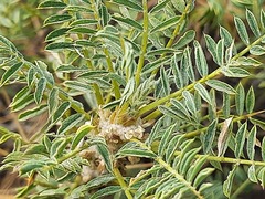 Astragalus denudatus