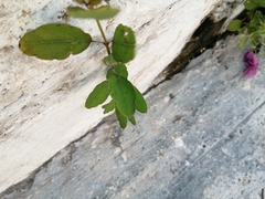 Porophyllum ruderale