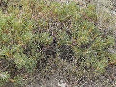 Astragalus denudatus