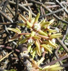 Cynanchum viminale viminale