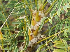 Astragalus denudatus