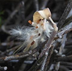 Cynanchum viminale viminale