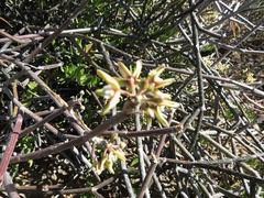 Cynanchum viminale viminale