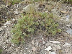 Astragalus denudatus
