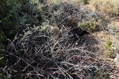 Cynanchum viminale viminale