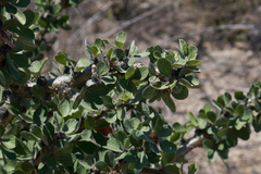 Jatropha neopauciflora