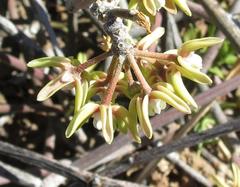 Cynanchum viminale viminale